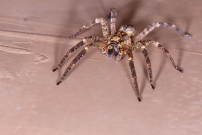 La Zoropse  pattes pineuses. Une femelle (Araneae - Zoropsidae - Zoropsis spinimana)